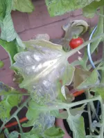 2012-08-13 20.13.40r.webp