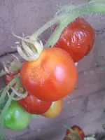 2012-08-13 20.14.12r.webp