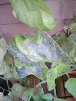 2012-08-13 20.14.20r.webp