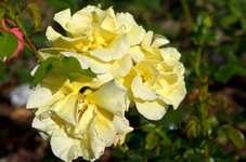 DSC_9581 gelbe Rose.webp