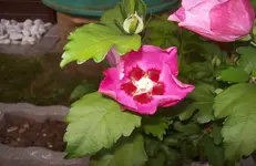 Blüte Hibiscus.webp