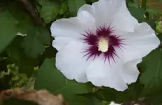 Blüte Hibiscus 2.webp