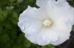 Blüte Hibiscus 3.jpg