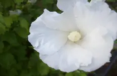 Blüte Hibiscus 3.webp