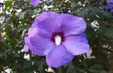 Blüte Hibiscus 5.webp