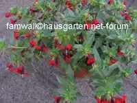 Staude1ganz.webp