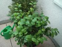 CIMG8553.webp