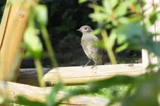 2012_0808Sommer0043.webp