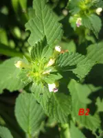 B2.webp