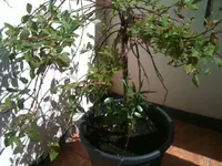 Foto1.webp