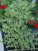 Eiskraut.webp