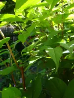 Deutzia rosa.webp