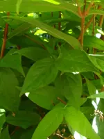 Deutzia.webp