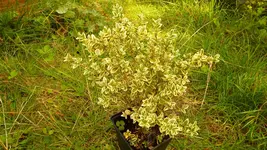 P1000580.webp