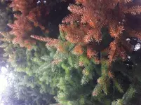 BAUMBRAUN!.webp