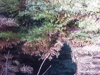 bAUMBRAUN.webp