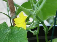 Gurke 2012-08-14.1.webp
