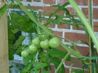 Cocktailtomate 12.08.12.webp