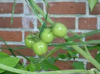 Paprikatomate 12.08.12-1.webp