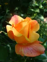 Gloria Dei 1.webp