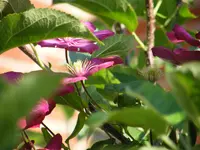 DSCF0153.webp