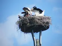 DSCF0141.webp