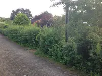 Hecke vorher.webp