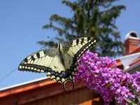 DSCN2262.webp