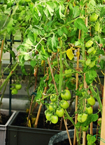 Cocktail-Tomate gestützt_smaller.webp