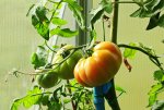 Fleischtomate Super Marmande_smaller.JPG