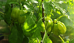grüne Paprika_smaller.webp