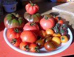 Tomatenernte(6).jpg