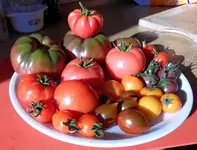 Tomatenernte(6).webp