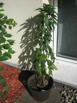 IMG_0004 - Kopie.webp