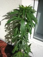 IMG_0005 - Kopie.webp