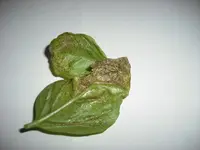 2010-12-29 15.17.07.webp 2010-12-29 15.17.07.webp