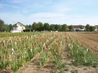 Gladiolenfeld.webp