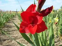 Blüte Gladiole 1.webp