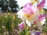 Blüte Gladiole 2.jpg