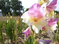 Blüte Gladiole 2.webp