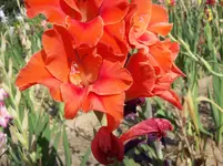 Blüte Gladiole 3.webp