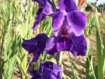 Blüte Gladiole 4.jpg