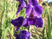 Blüte Gladiole 4.webp