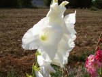 Blüte Gladiole 5.jpg