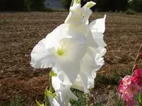 Blüte Gladiole 5.webp