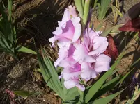 Blüte Gladiole 6.webp