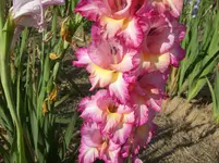 Blüte Gladiole 7.webp