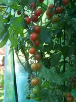 Tomaten.webp
