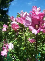 Hibiskus1.webp