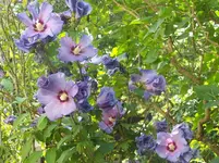 Hibiskus2.webp